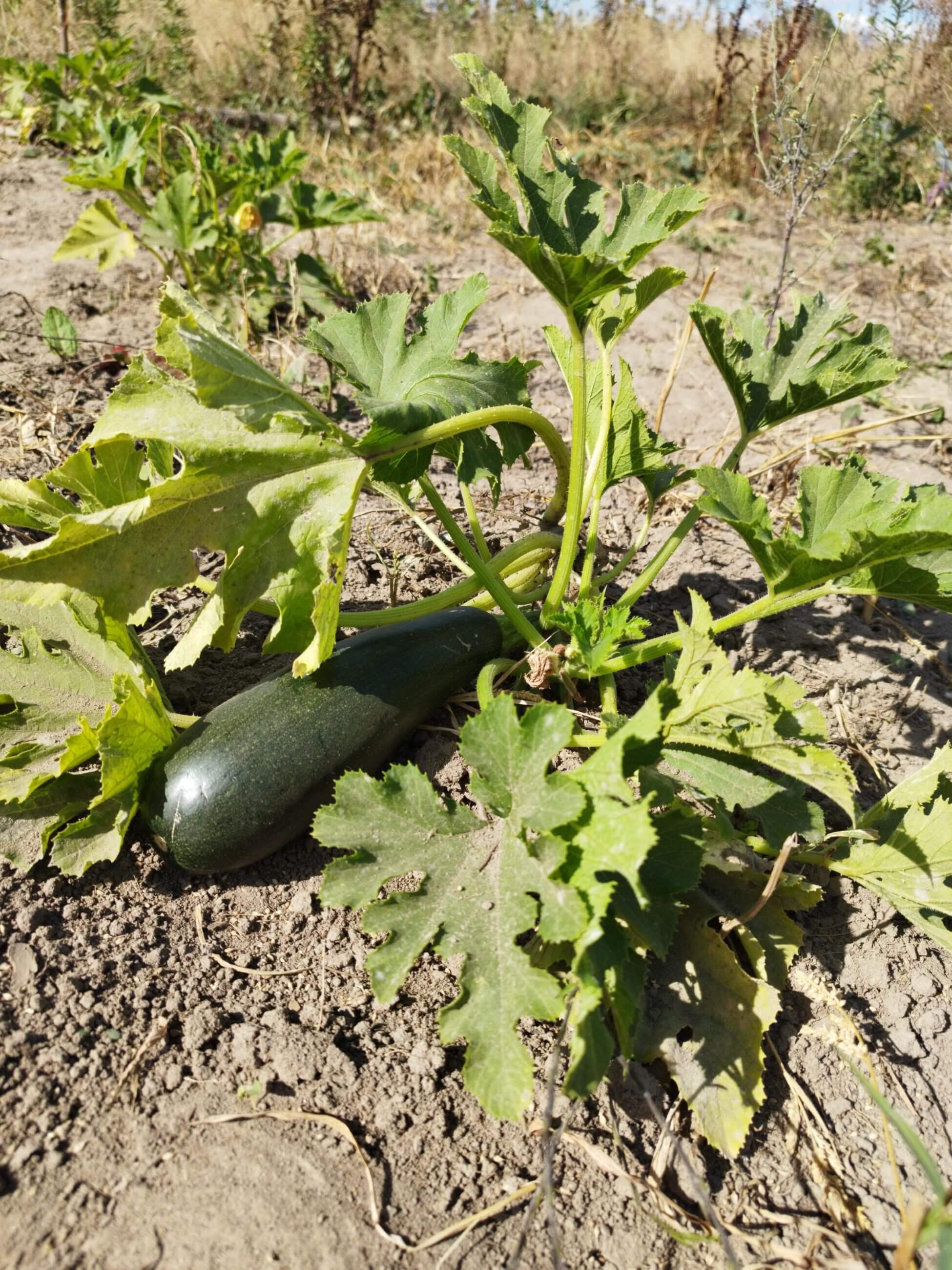 MicrosoftTeams-image (3)