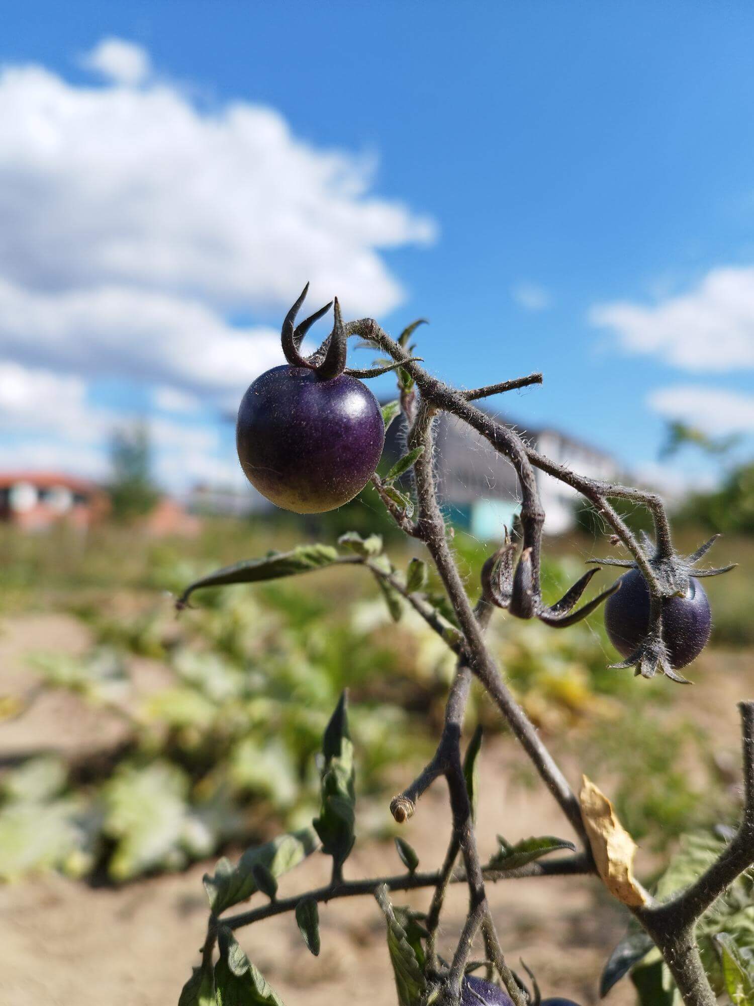 MicrosoftTeams-image