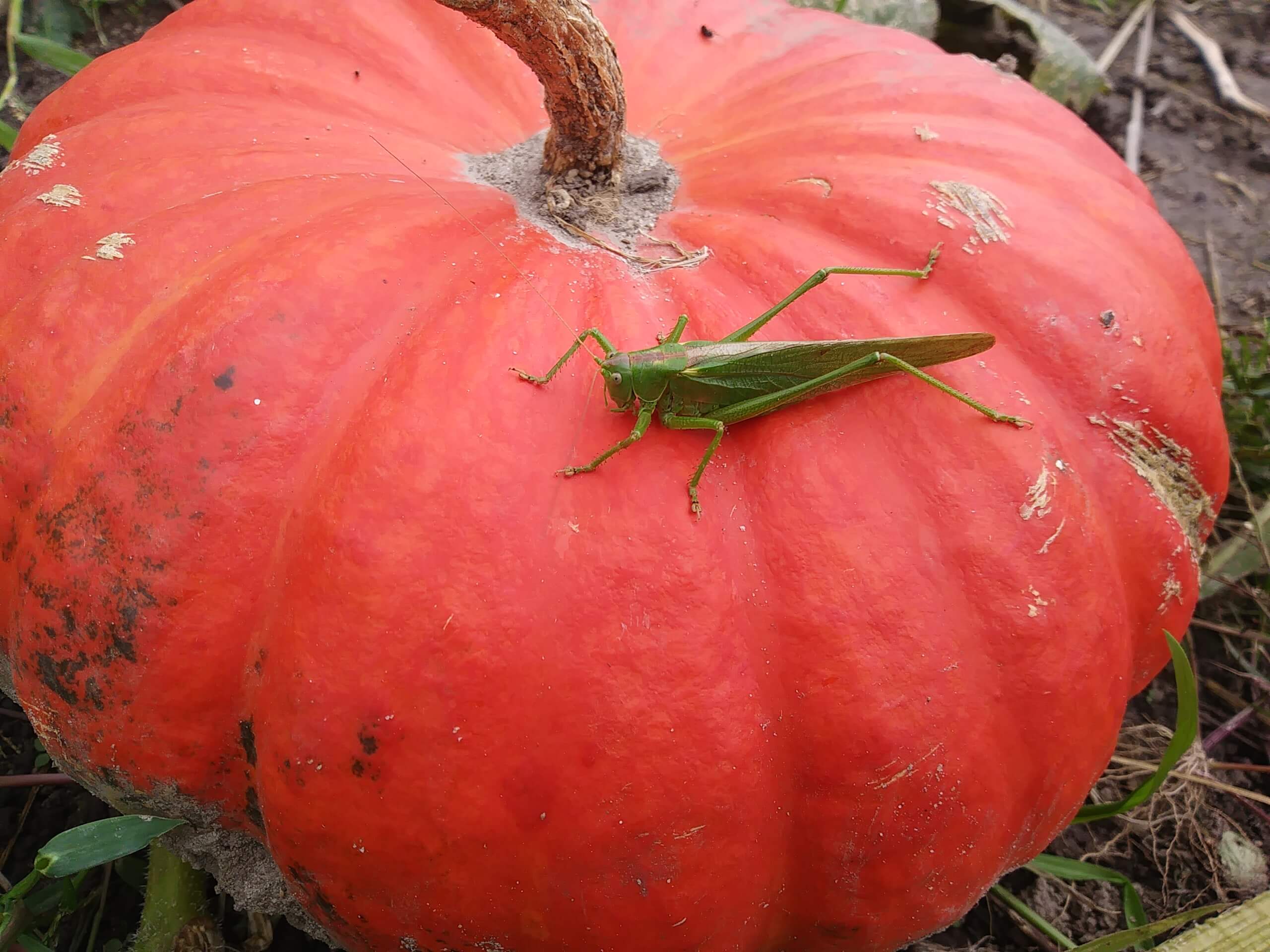 Riesen-Gras-Hüpfer (2)