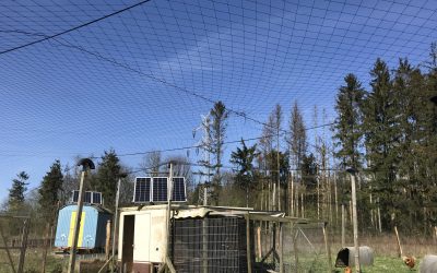 Neubau des Hühnernetzes – April 2024